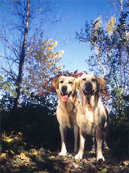 puppy labrador chiot quebec