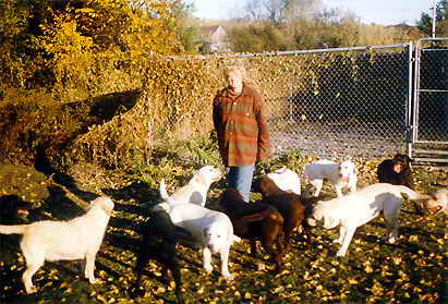 labrador jaune