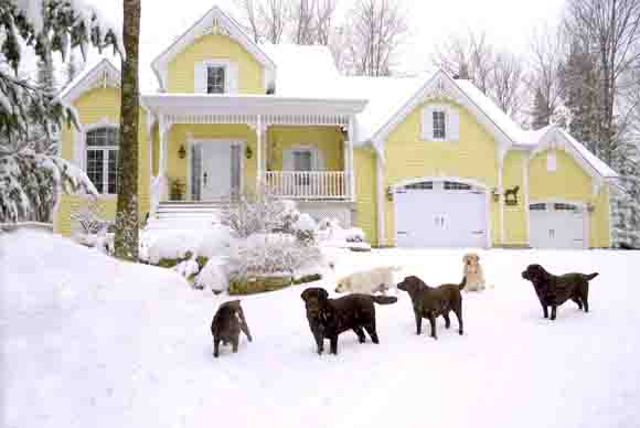 �levage labrador chenil