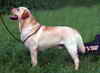 champion labrador jaune