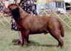 labrador brun champion