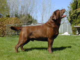 chocolate labrador chocolat 