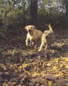 labrador jaune en folies