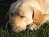 chien labrador jaune qui dort