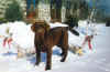 labrador chocolat en avant de la maison