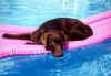 labrador brun dans piscine