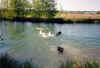chien labrador dans la riviere