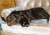 chien labrador chocolat sur divan