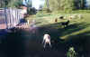 chiens labrador libres