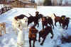 labrador chocolat libres en hiver