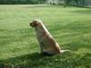 �leveur labrador qu�bec