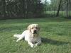 labrador jaune au repos