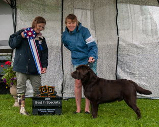 chocolate labrador male chocolat
