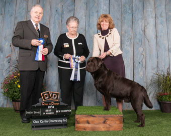 labrador breeder eleveur quebec