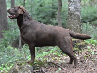 female chocolate labrador femelle chocolat