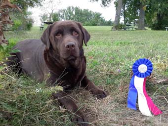 chocolate labrador quebec
