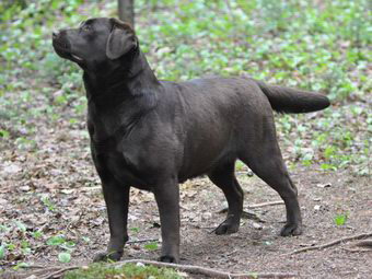 chocolate dog quebec