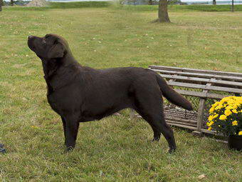 chocolate labrador chocolat
