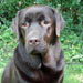 femelle labrador chocolat