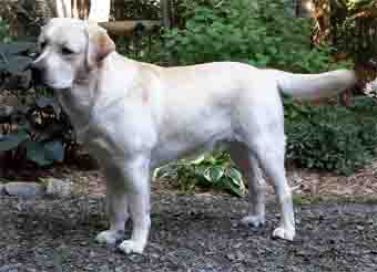 yellow labrador male jaune
