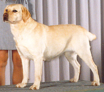 yellow labrador male jaune