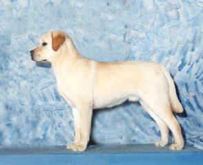 yellow labrador jaune quebec