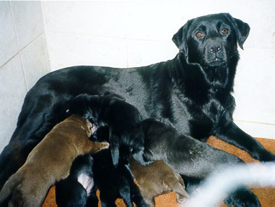 chiot labrador noir puppy