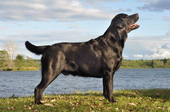 labrador noir quebec