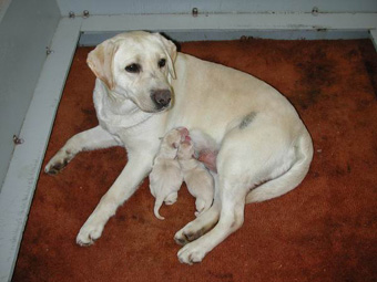 chiot labrador puppy quebec