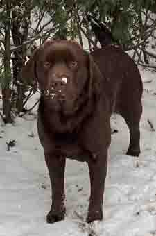 chocolate labrador chocolat quebec