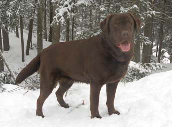breeder labrador eleveur quebec