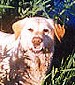 puppy labrador yellow