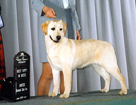 yellow female labrador