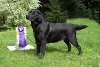 black labrador noir