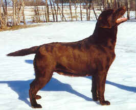 labrador breeder quebec