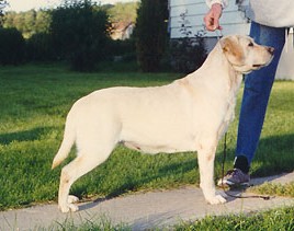 chiot labrador jaune