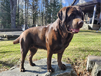 chien labrador noir quebec