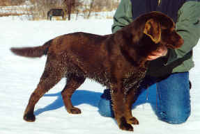 chocolate labrador chocolat 
