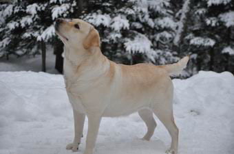 yellow labrador quebec