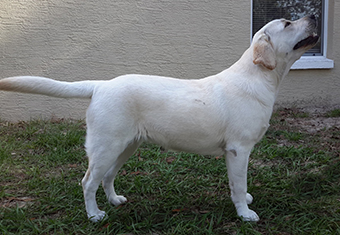 black female labrador quebec