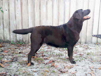 chocolate labrador chocolat
