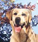 breeder yellow labrador