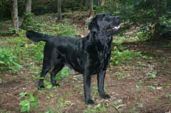 black female labrador quebec