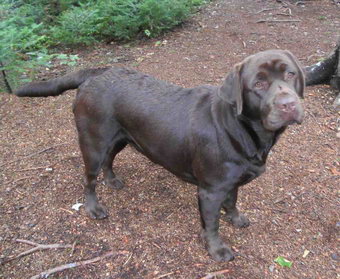 female labrador quebec