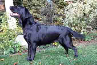 black puppy labrador chiot noir