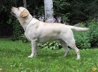 yellow puppy labrador chiot jaune