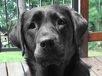 black puppy labrador chiot noir quebec