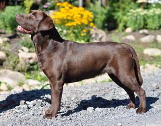 chocolate puppy labrador chiot chocolat quebec