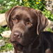 chien labrador brun quebec