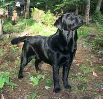 chien labrador noir